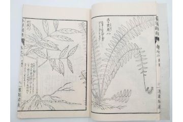 明治36年　「本草図譜」　山草部・芳草部　6冊揃(岩崎灌園、博文館、植物、図鑑、木版画、和本)(R-083904)