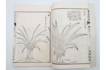 明治36年　「本草図譜」　山草部・芳草部　6冊揃(岩崎灌園、博文館、植物、図鑑、木版画、和本)(R-083904)