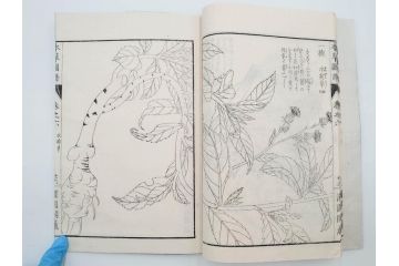 明治36年　「本草図譜」　山草部・芳草部　6冊揃(岩崎灌園、博文館、植物、図鑑、木版画、和本)(R-083904)