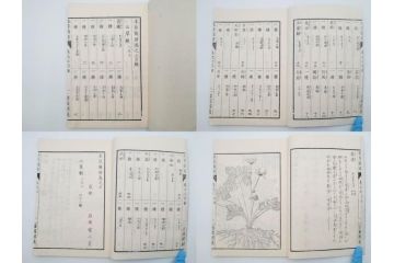 明治36年　「本草図譜」　山草部・芳草部　6冊揃(岩崎灌園、博文館、植物、図鑑、木版画、和本)(R-083904)