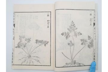 明治36年　「本草図譜」　山草部・芳草部　6冊揃(岩崎灌園、博文館、植物、図鑑、木版画、和本)(R-083904)