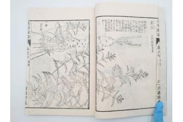 明治36年　「本草図譜」　山草部・芳草部　6冊揃(岩崎灌園、博文館、植物、図鑑、木版画、和本)(R-083904)