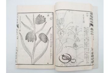 明治36年　「本草図譜」　山草部・芳草部　6冊揃(岩崎灌園、博文館、植物、図鑑、木版画、和本)(R-083904)