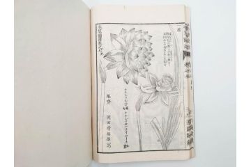 明治36年　「本草図譜」　山草部・芳草部　6冊揃(岩崎灌園、博文館、植物、図鑑、木版画、和本)(R-083904)