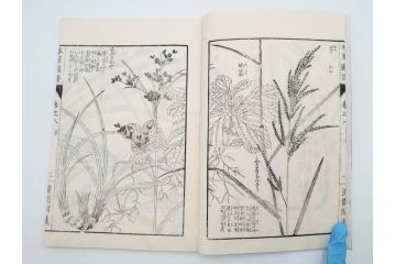 明治36年　「本草図譜」　山草部・芳草部　6冊揃(岩崎灌園、博文館、植物、図鑑、木版画、和本)(R-083904)