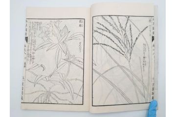 明治36年　「本草図譜」　山草部・芳草部　6冊揃(岩崎灌園、博文館、植物、図鑑、木版画、和本)(R-083904)
