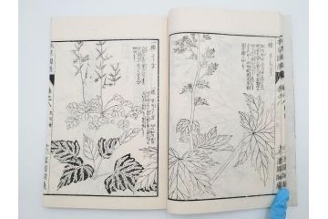 明治36年　「本草図譜」　山草部・芳草部　6冊揃(岩崎灌園、博文館、植物、図鑑、木版画、和本)(R-083904)