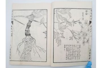 明治36年　「本草図譜」　山草部・芳草部　6冊揃(岩崎灌園、博文館、植物、図鑑、木版画、和本)(R-083904)