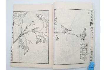 明治36年　「本草図譜」　山草部・芳草部　6冊揃(岩崎灌園、博文館、植物、図鑑、木版画、和本)(R-083904)