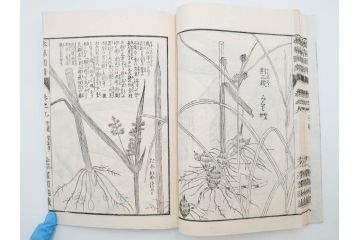 明治36年　「本草図譜」　山草部・芳草部　6冊揃(岩崎灌園、博文館、植物、図鑑、木版画、和本)(R-083904)
