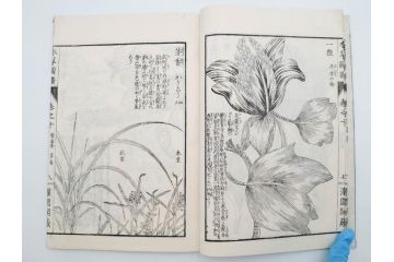 明治36年　「本草図譜」　山草部・芳草部　6冊揃(岩崎灌園、博文館、植物、図鑑、木版画、和本)(R-083904)