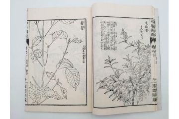 明治36年　「本草図譜」　山草部・芳草部　6冊揃(岩崎灌園、博文館、植物、図鑑、木版画、和本)(R-083904)