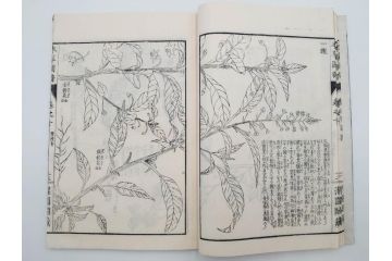 明治36年　「本草図譜」　山草部・芳草部　6冊揃(岩崎灌園、博文館、植物、図鑑、木版画、和本)(R-083904)