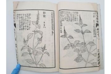 明治36年　「本草図譜」　山草部・芳草部　6冊揃(岩崎灌園、博文館、植物、図鑑、木版画、和本)(R-083904)