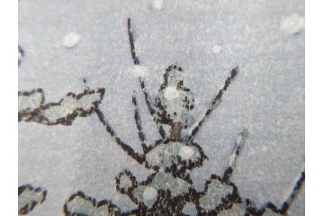 真作　後摺り　わたなべ印　昭和32年川瀬巴水絶筆作　「平泉金色堂」　静謐で美しい日本の冬景色を表現した木版画　(R-083914)