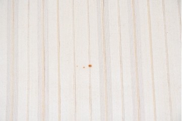 中古　アメリカ高級家具ブランド　ヒッコリーチェア(HICKORY CHAIR)　アームチェア2脚　セット定価約58万円相当　(R-084386)