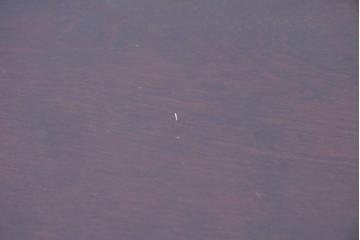 中古　美品　希少な廃番品　日向民芸家具　ミズメザクラ　和モダンデザインの格子戸付き水屋箪笥　(R-084720)