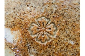 岐阜県無形文化財　加藤十右衛門　美濃　約14cm　4.6寸　素朴な風合いが魅力の伊賀皿10枚セット　(R-084767)