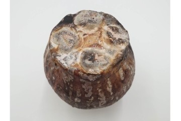 谷本洋　伊賀　高さ 約15cm　力強い造形が魅力の蹲花入　(R-084781)