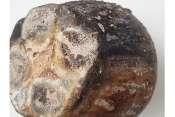 谷本洋　伊賀　高さ 約15cm　力強い造形が魅力の蹲花入　(R-084781)