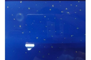 真作　平山郁夫　彩美版　限定500部　6/500　「月光パルミラ遺跡」　外箱付き　(R-084791)