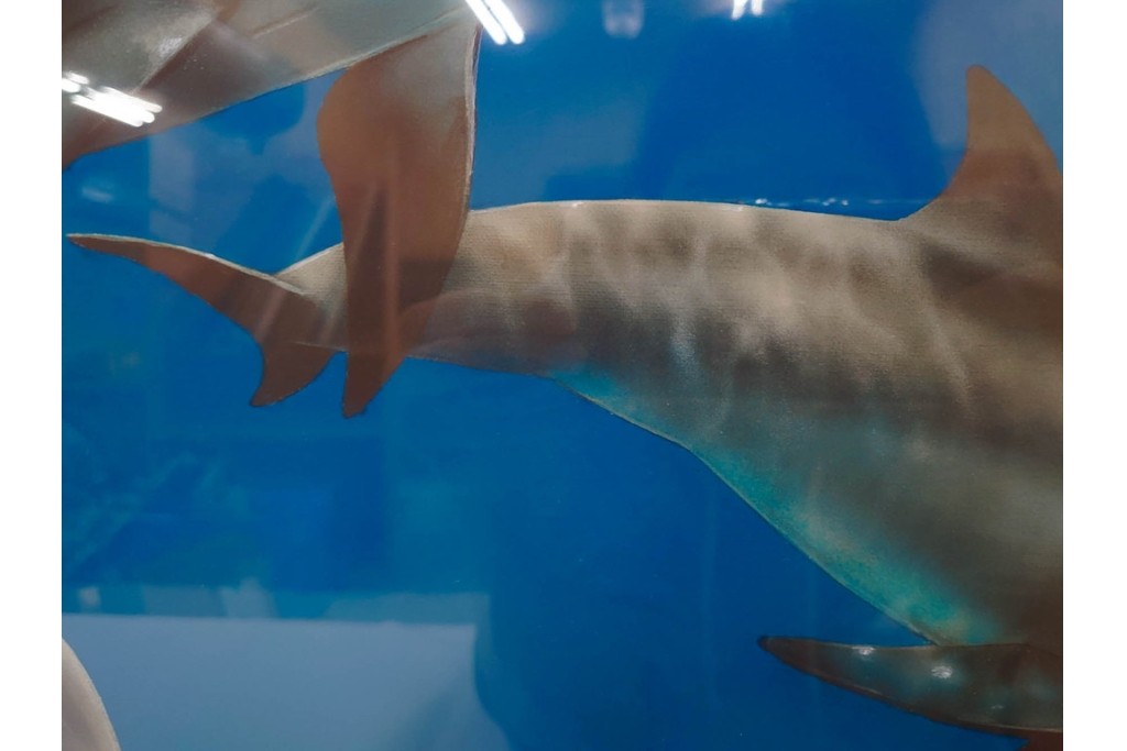 真作　直筆サイン入り　森田剛介(Gosuke Morita)　AP2/50　海中を泳ぐイルカが爽やかに描かれたシルクスクリーン　(R-084924)