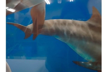 真作　直筆サイン入り　森田剛介(Gosuke Morita)　AP2/50　海中を泳ぐイルカが爽やかに描かれたシルクスクリーン　(R-084924)