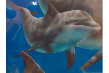 真作　直筆サイン入り　森田剛介(Gosuke Morita)　AP2/50　海中を泳ぐイルカが爽やかに描かれたシルクスクリーン　(R-084924)