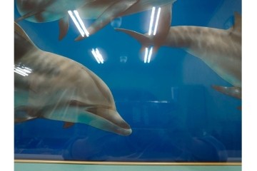 真作　直筆サイン入り　森田剛介(Gosuke Morita)　AP2/50　海中を泳ぐイルカが爽やかに描かれたシルクスクリーン　(R-084924)