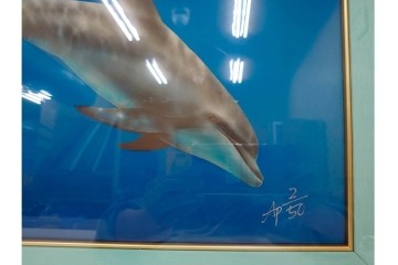 真作　直筆サイン入り　森田剛介(Gosuke Morita)　AP2/50　海中を泳ぐイルカが爽やかに描かれたシルクスクリーン　(R-084924)