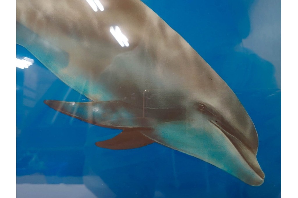 真作　直筆サイン入り　森田剛介(Gosuke Morita)　AP2/50　海中を泳ぐイルカが爽やかに描かれたシルクスクリーン　(R-084924)