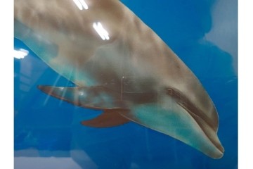 真作　直筆サイン入り　森田剛介(Gosuke Morita)　AP2/50　海中を泳ぐイルカが爽やかに描かれたシルクスクリーン　(R-084924)