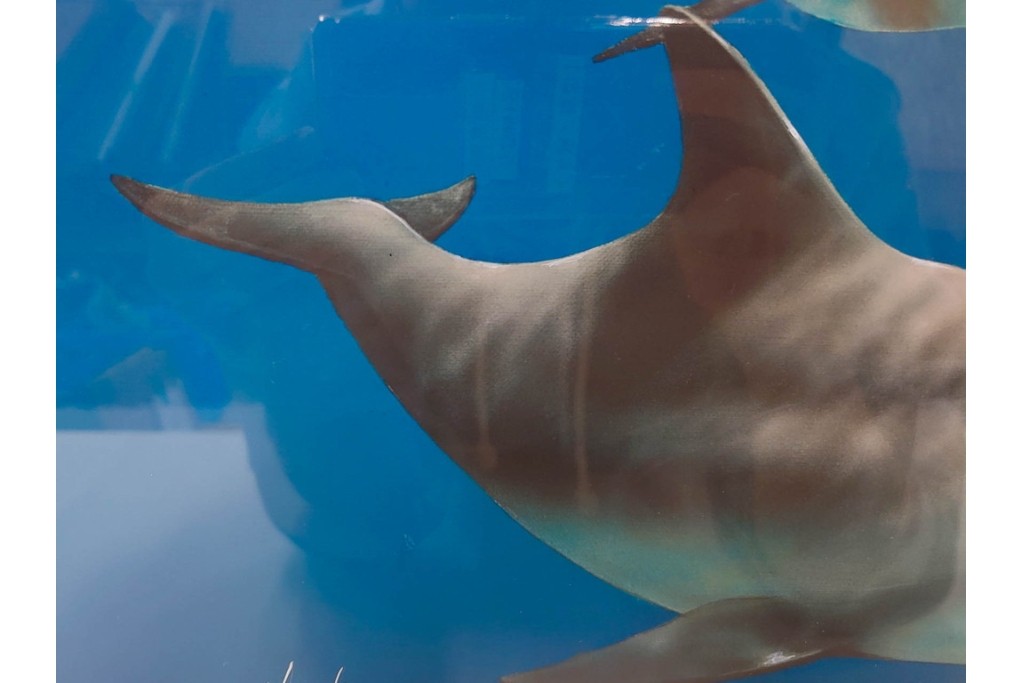 真作　直筆サイン入り　森田剛介(Gosuke Morita)　AP2/50　海中を泳ぐイルカが爽やかに描かれたシルクスクリーン　(R-084924)