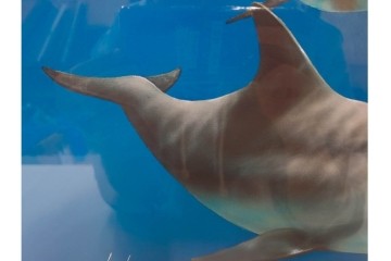 真作　直筆サイン入り　森田剛介(Gosuke Morita)　AP2/50　海中を泳ぐイルカが爽やかに描かれたシルクスクリーン　(R-084924)