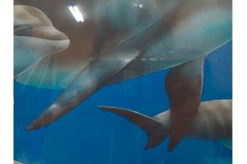 真作　直筆サイン入り　森田剛介(Gosuke Morita)　AP2/50　海中を泳ぐイルカが爽やかに描かれたシルクスクリーン　(R-084924)