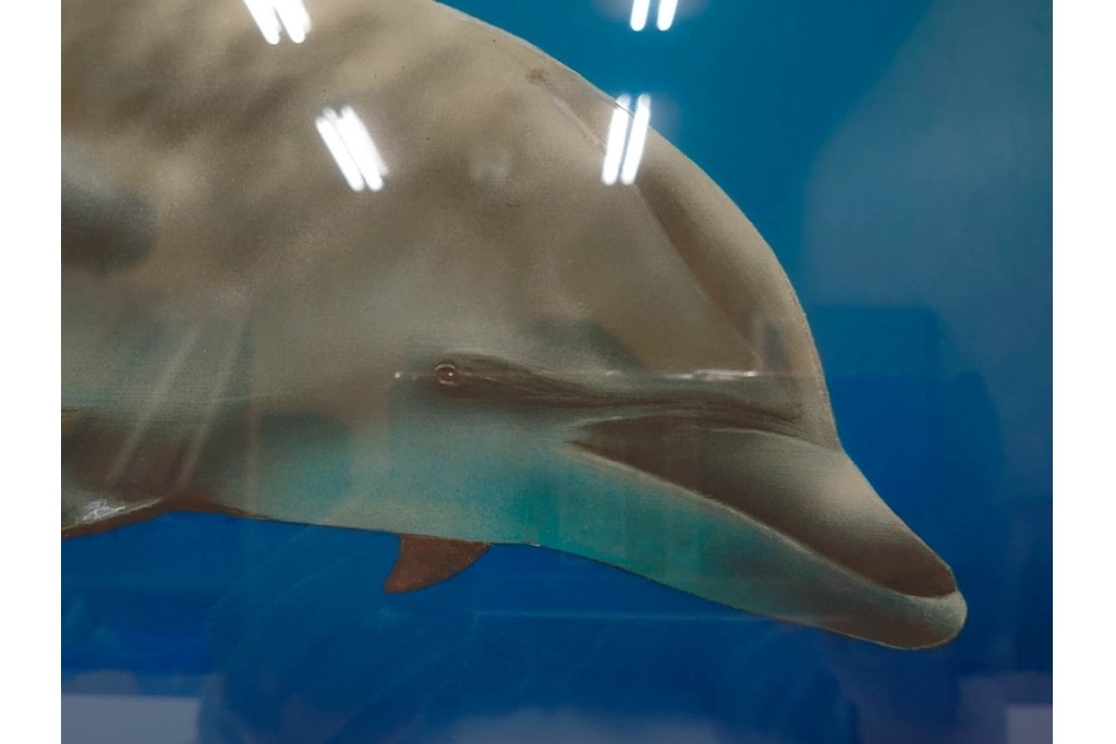 真作　直筆サイン入り　森田剛介(Gosuke Morita)　AP2/50　海中を泳ぐイルカが爽やかに描かれたシルクスクリーン　(R-084924)