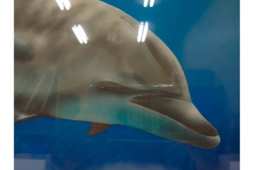 真作　直筆サイン入り　森田剛介(Gosuke Morita)　AP2/50　海中を泳ぐイルカが爽やかに描かれたシルクスクリーン　(R-084924)