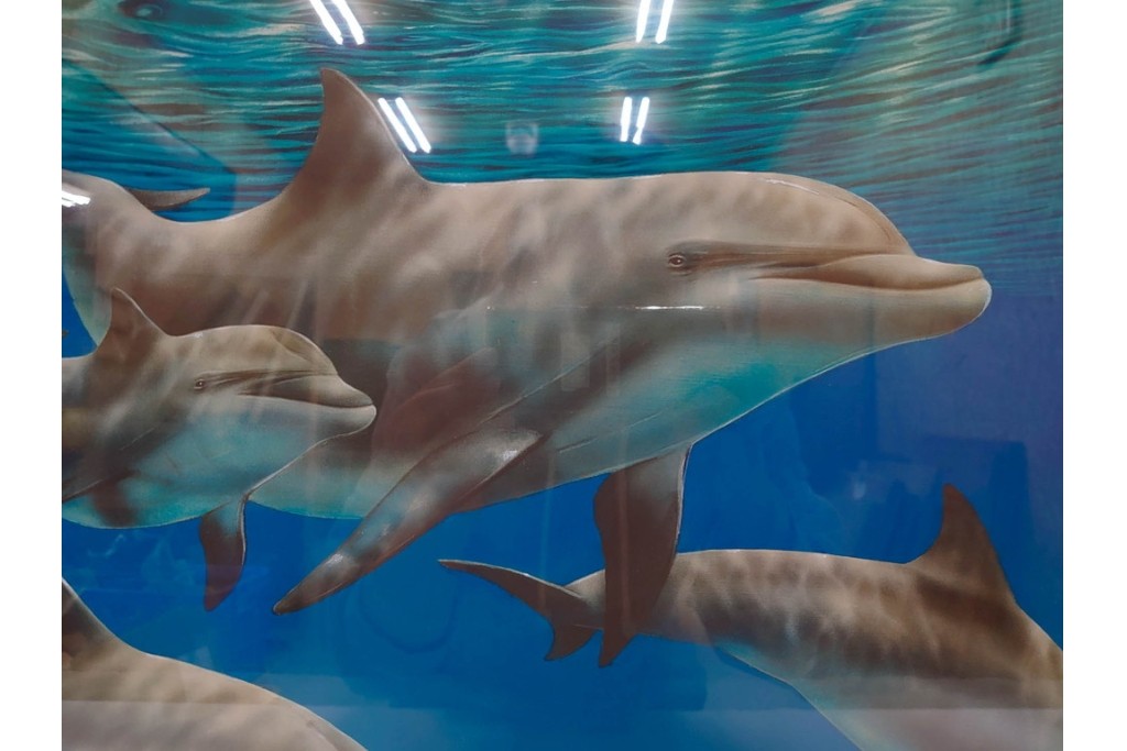 真作　直筆サイン入り　森田剛介(Gosuke Morita)　AP2/50　海中を泳ぐイルカが爽やかに描かれたシルクスクリーン　(R-084924)