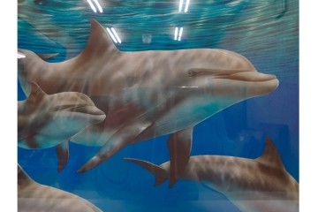 真作　直筆サイン入り　森田剛介(Gosuke Morita)　AP2/50　海中を泳ぐイルカが爽やかに描かれたシルクスクリーン　(R-084924)