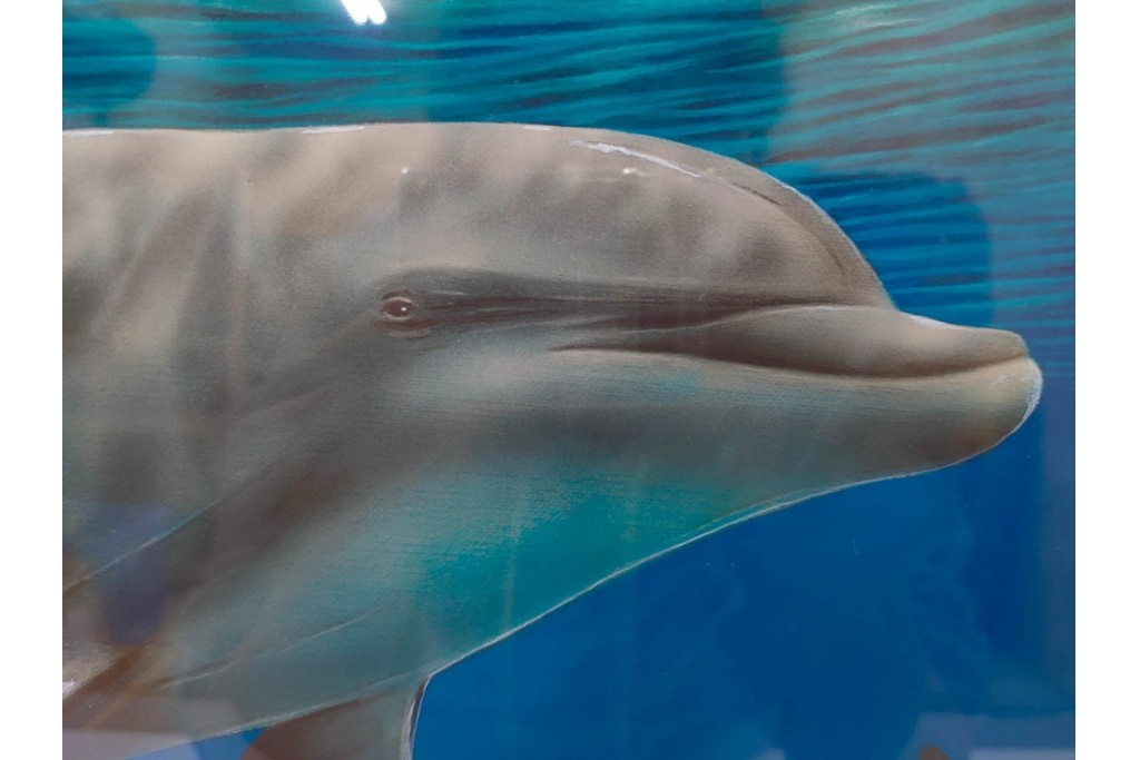 真作　直筆サイン入り　森田剛介(Gosuke Morita)　AP2/50　海中を泳ぐイルカが爽やかに描かれたシルクスクリーン　(R-084924)