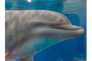 真作　直筆サイン入り　森田剛介(Gosuke Morita)　AP2/50　海中を泳ぐイルカが爽やかに描かれたシルクスクリーン　(R-084924)