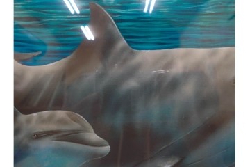 真作　直筆サイン入り　森田剛介(Gosuke Morita)　AP2/50　海中を泳ぐイルカが爽やかに描かれたシルクスクリーン　(R-084924)