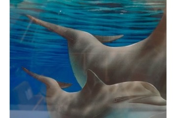 真作　直筆サイン入り　森田剛介(Gosuke Morita)　AP2/50　海中を泳ぐイルカが爽やかに描かれたシルクスクリーン　(R-084924)