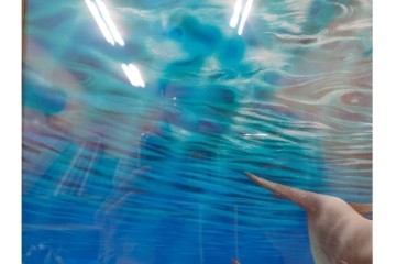 真作　直筆サイン入り　森田剛介(Gosuke Morita)　AP2/50　海中を泳ぐイルカが爽やかに描かれたシルクスクリーン　(R-084924)