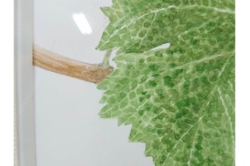 真作　直筆サイン入り　玉村豊男　「ソーヴィニヨンブラン 2013 ヴィンテージ」　みずみずしいぶどうが描かれた水彩画　外箱付き　(R-084958)