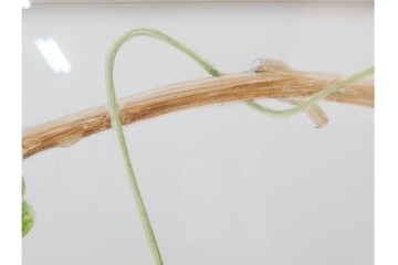 真作　直筆サイン入り　玉村豊男　「ソーヴィニヨンブラン 2013 ヴィンテージ」　みずみずしいぶどうが描かれた水彩画　外箱付き　(R-084958)