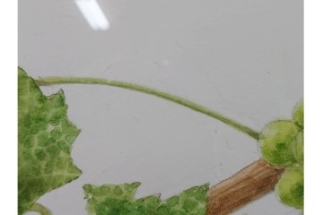 真作　直筆サイン入り　玉村豊男　「ソーヴィニヨンブラン 2013 ヴィンテージ」　みずみずしいぶどうが描かれた水彩画　外箱付き　(R-084958)