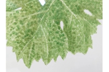 真作　直筆サイン入り　玉村豊男　「ソーヴィニヨンブラン 2013 ヴィンテージ」　みずみずしいぶどうが描かれた水彩画　外箱付き　(R-084958)