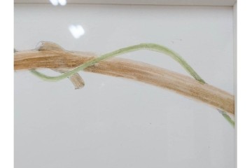 真作　直筆サイン入り　玉村豊男　「ソーヴィニヨンブラン 2013 ヴィンテージ」　みずみずしいぶどうが描かれた水彩画　外箱付き　(R-084958)