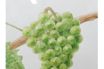 真作　直筆サイン入り　玉村豊男　「ソーヴィニヨンブラン 2013 ヴィンテージ」　みずみずしいぶどうが描かれた水彩画　外箱付き　(R-084958)